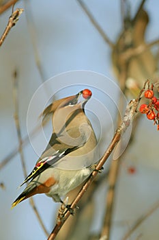 Bohemian Waxwing