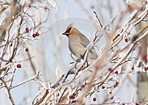 The Bohemian waxwing Bombycilla garrulus