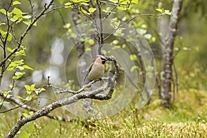 The Bohemian waxwing Bombycilla garrulus