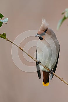 Bohemian Waxwing (Bombycilla garrulus)