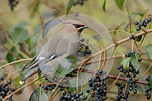 Bohemian Waxwing (Bombycilla garrulus)