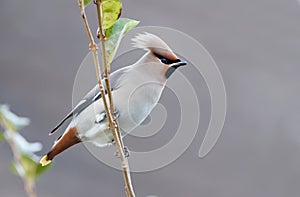 Bohemian Waxwing (Bombycilla garrulus)