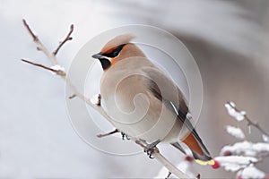 Bohemian waxwing ( Bombycilla garrulus )