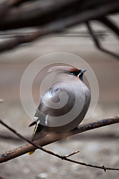 Bohemian waxwing (Bombycilla garrulus).