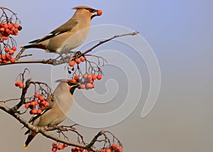 Bohemian Waxwing - Bombycilla garrulus