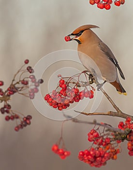 Bohemian Waxwing - Bombycilla garrulus