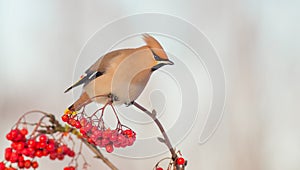 Bohemian Waxwing - Bombycilla garrulus