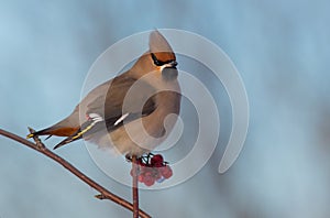 Bohemian Waxwing - Bombycilla garrulus