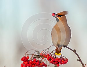 Bohemian Waxwing - Bombycilla garrulus