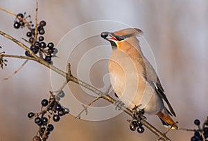 Bohemian Waxwing - Bombycilla garrulus