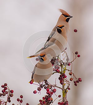 Bohemian Waxwing - Bombycilla garrulus