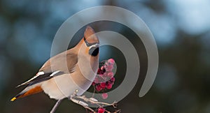 Bohemian Waxwing - Bombycilla garrulus