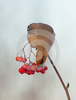 Bohemian Waxwing - Bombycilla garrulus