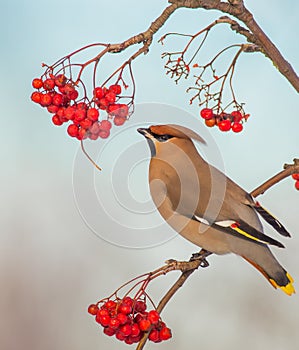 Bohemian Waxwing - Bombycilla garrulus