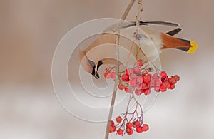 Bohemian Waxwing - Bombycilla garrulus