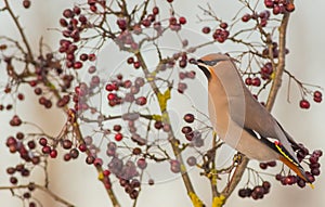 Bohemian Waxwing - Bombycilla garrulus