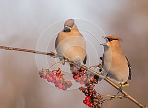 Bohemian Waxwing - Bombycilla garrulus