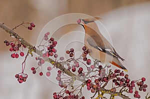 Bohemian Waxwing - Bombycilla garrulus