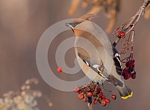 Bohemian Waxwing - Bombycilla garrulus