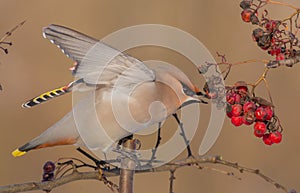 Bohemian Waxwing - Bombycilla garrulus