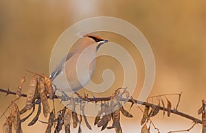 Bohemian Waxwing - Bombycilla garrulus