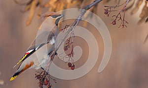 Bohemian Waxwing - Bombycilla garrulus