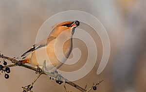 Bohemian Waxwing - Bombycilla garrulus