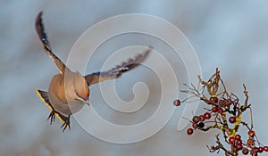 Bohemian Waxwing - Bombycilla garrulus