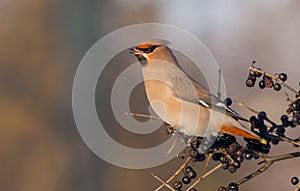 Bohemian Waxwing - Bombycilla garrulus