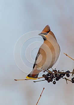 Bohemian Waxwing - Bombycilla garrulus