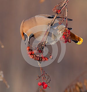 Bohemian Waxwing - Bombycilla garrulus