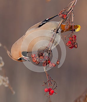 Bohemian Waxwing - Bombycilla garrulus