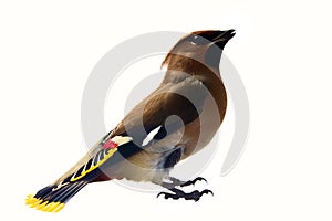 Bohemian waxwing (Bombycilla garrulus) as a typical breeding species