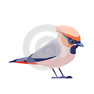 Bohemian waxwing Bombycilla garrulus is a bird of the Bombycillidae family. Waxwing bird Cartoon flat character of