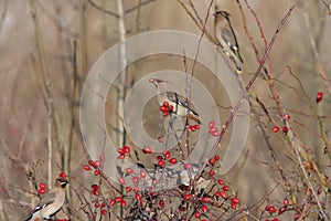 Bohemian waxwing (Bombycilla garrulus) Chemnitz Germany