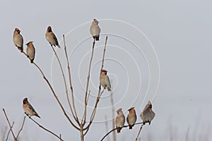 Bohemian waxwing (Bombycilla garrulus) Chemnitz Germany