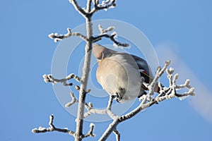 Bohemian waxwing (Bombycilla garrulus) Chemnitz Germany