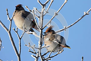 Bohemian waxwing (Bombycilla garrulus) Chemnitz Germany