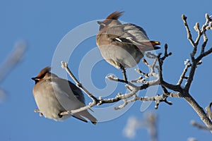 Bohemian waxwing (Bombycilla garrulus) Chemnitz Germany