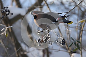 Bohemian waxwing (Bombycilla garrulus) Chemnitz Germany