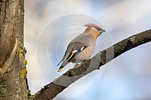 Bohemian waxwing Bombycilla garrulus feeding on black berries with one in beak. Soft winter light, blue background