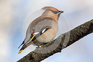 Bohemian waxwing Bombycilla garrulus feeding on black berries wi