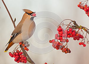 Bohemian Waxwing - Bombycilla garrulus