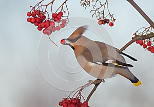 Bohemian Waxwing - Bombycilla garrulus