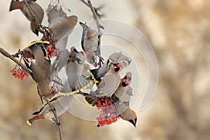 Bohemian Waxwing - Bombycilla garrulus photo