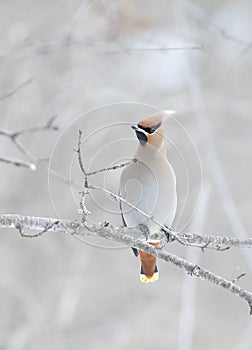 A Bohemian Waxwing Bombycilla garrulus perched on a branch in a Canadian winter