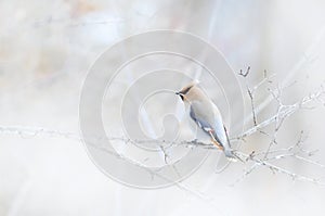 A Bohemian Waxwing Bombycilla garrulus perched on a branch in a Canadian winter