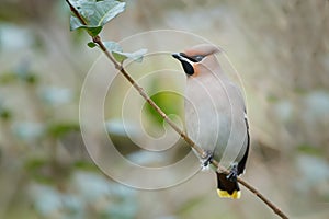 Bohemian Waxwing (Bombycilla garrulus)