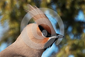 Bohemian waxwing, Bombycilla garrulus portrait