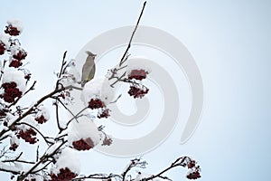 Bohemian waxwing Bombycilla garrulus in a rowan tree